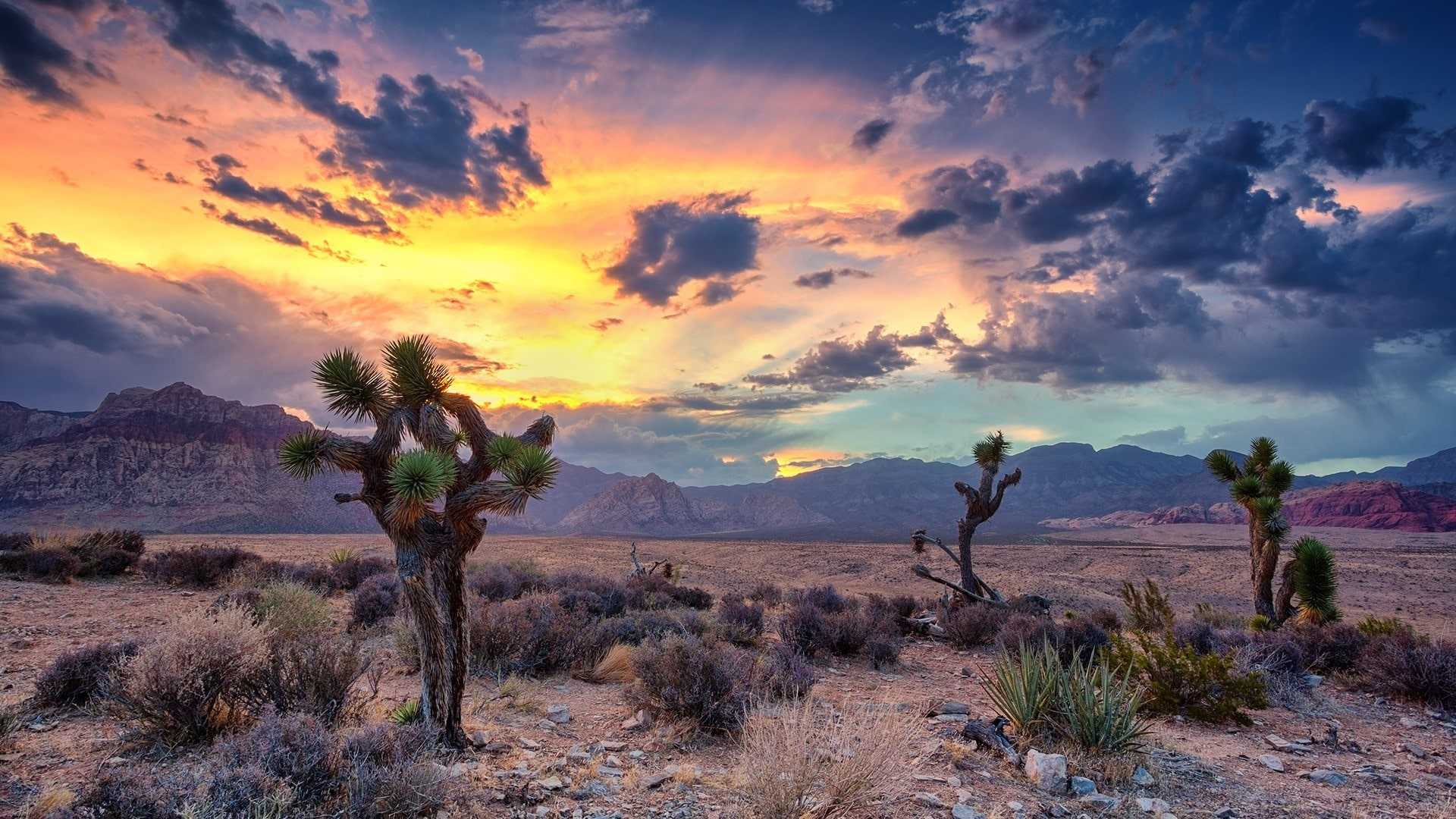 Storm At Cactus Desert Wallpapers