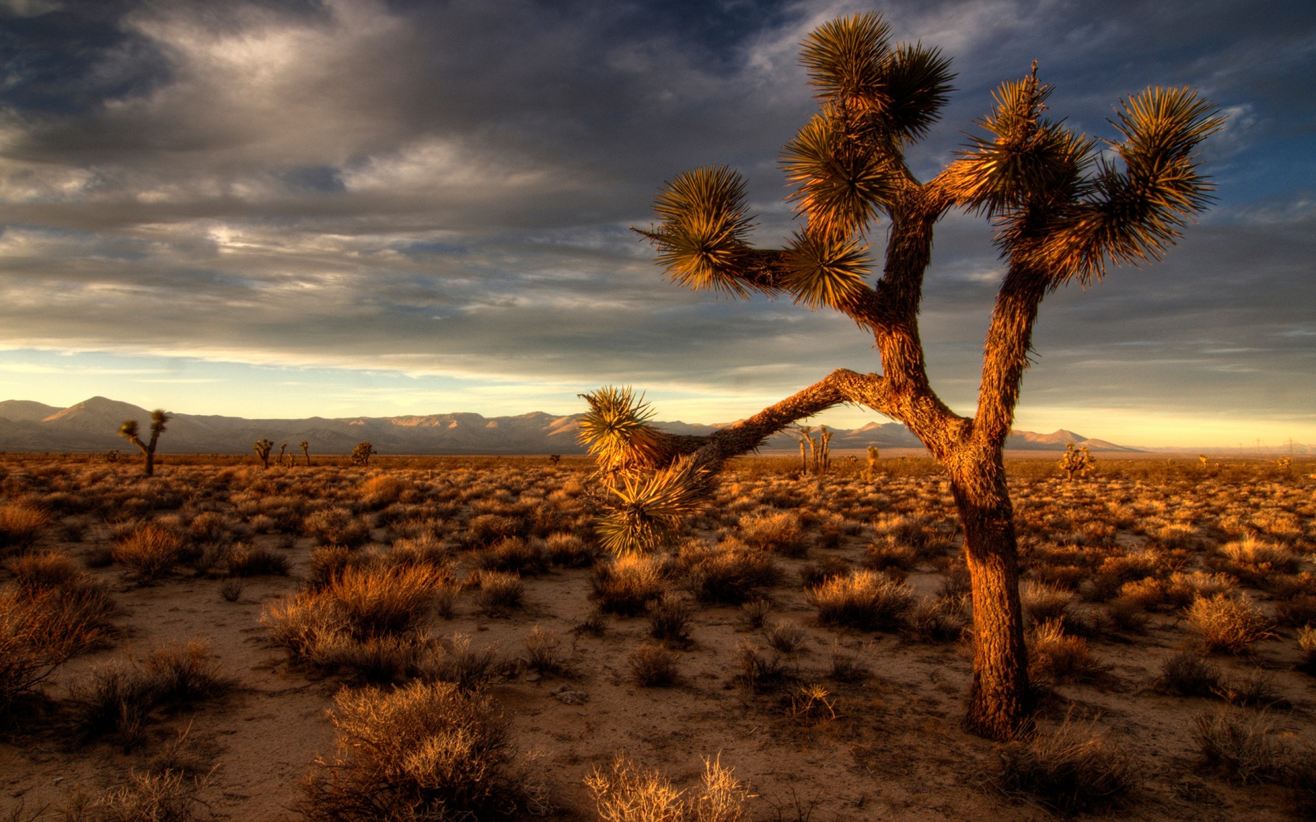 Storm At Cactus Desert Wallpapers