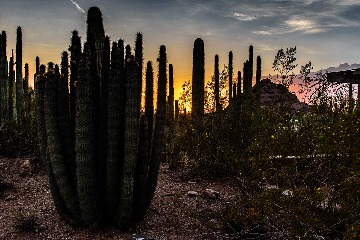 Storm At Cactus Desert Wallpapers