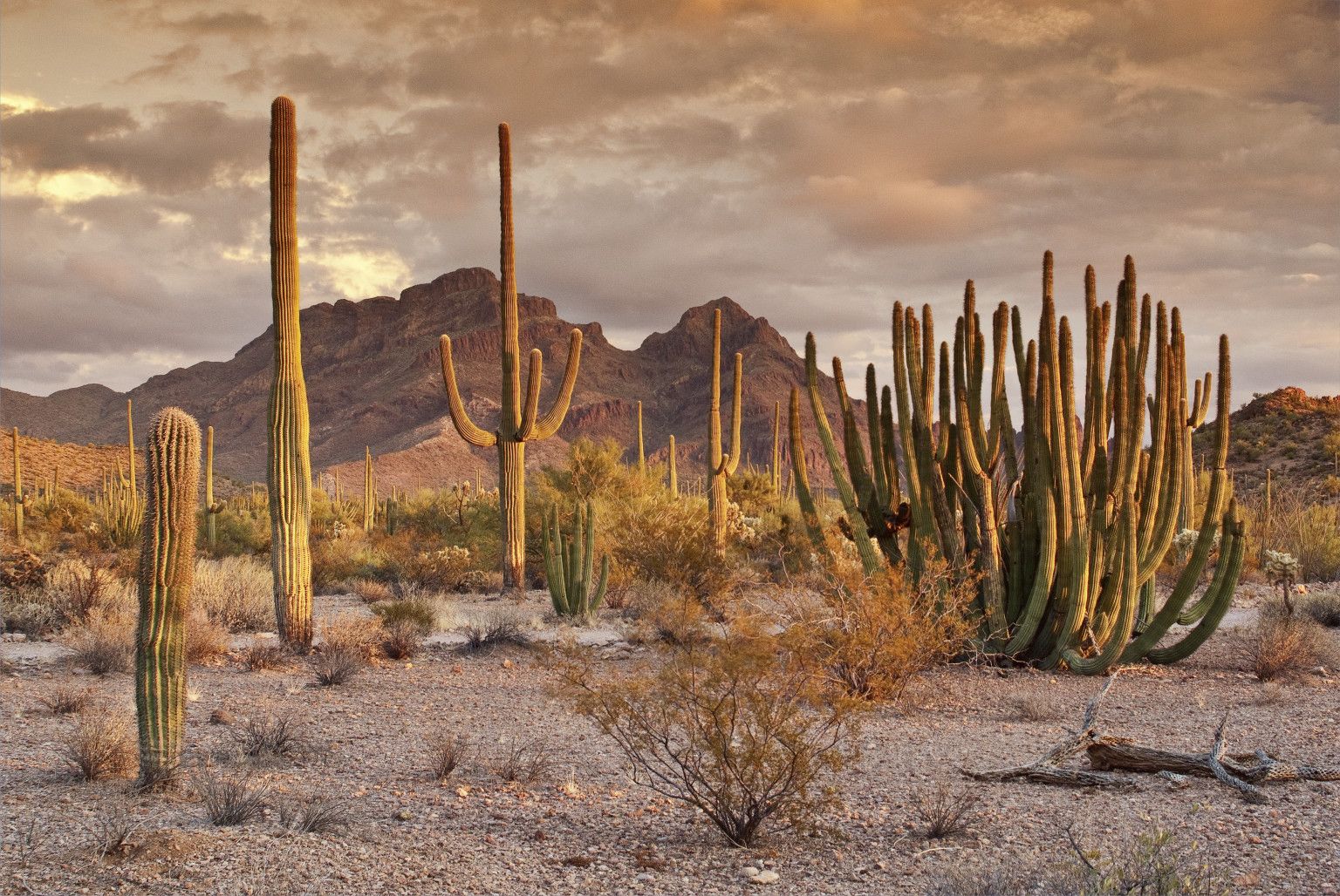 Storm At Cactus Desert Wallpapers