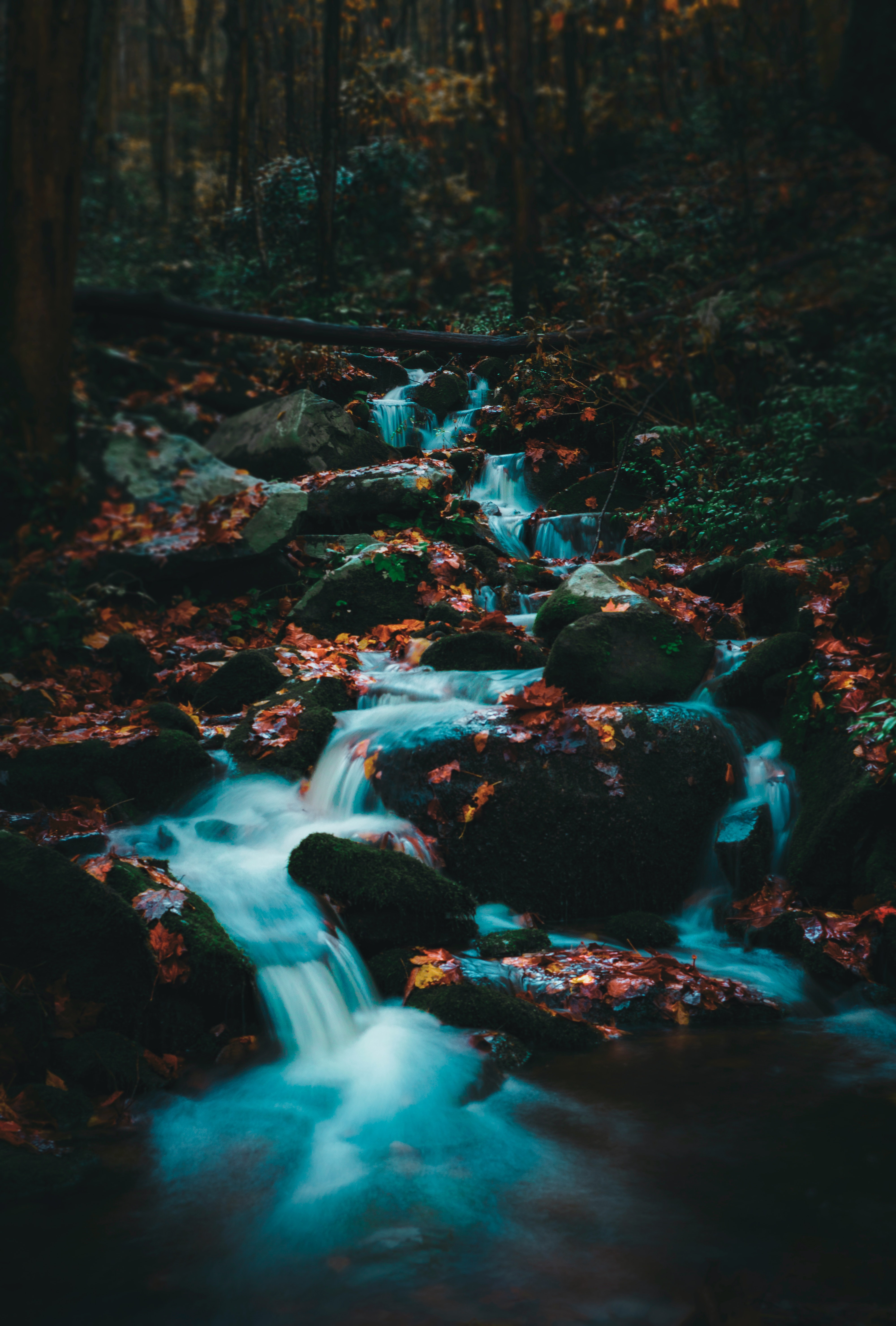 Stream Forest Wallpapers