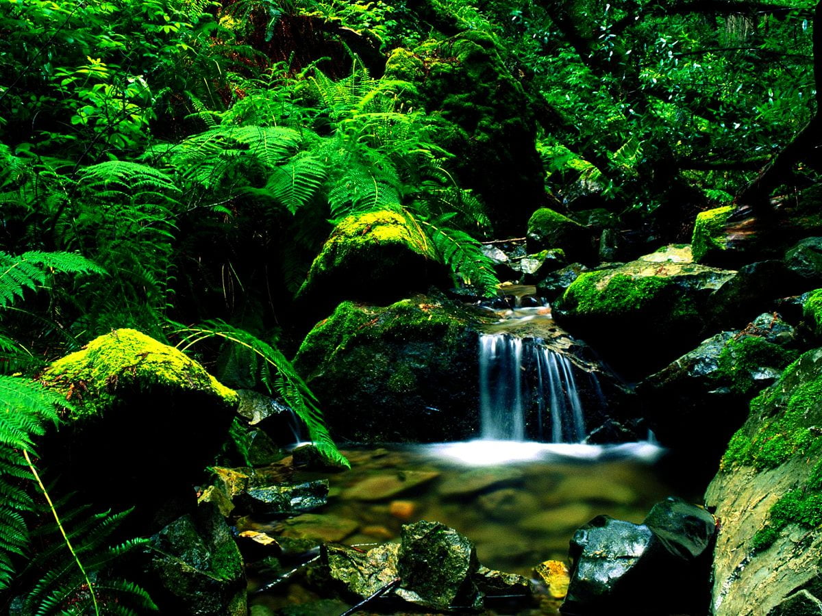 Stream Forest Wallpapers