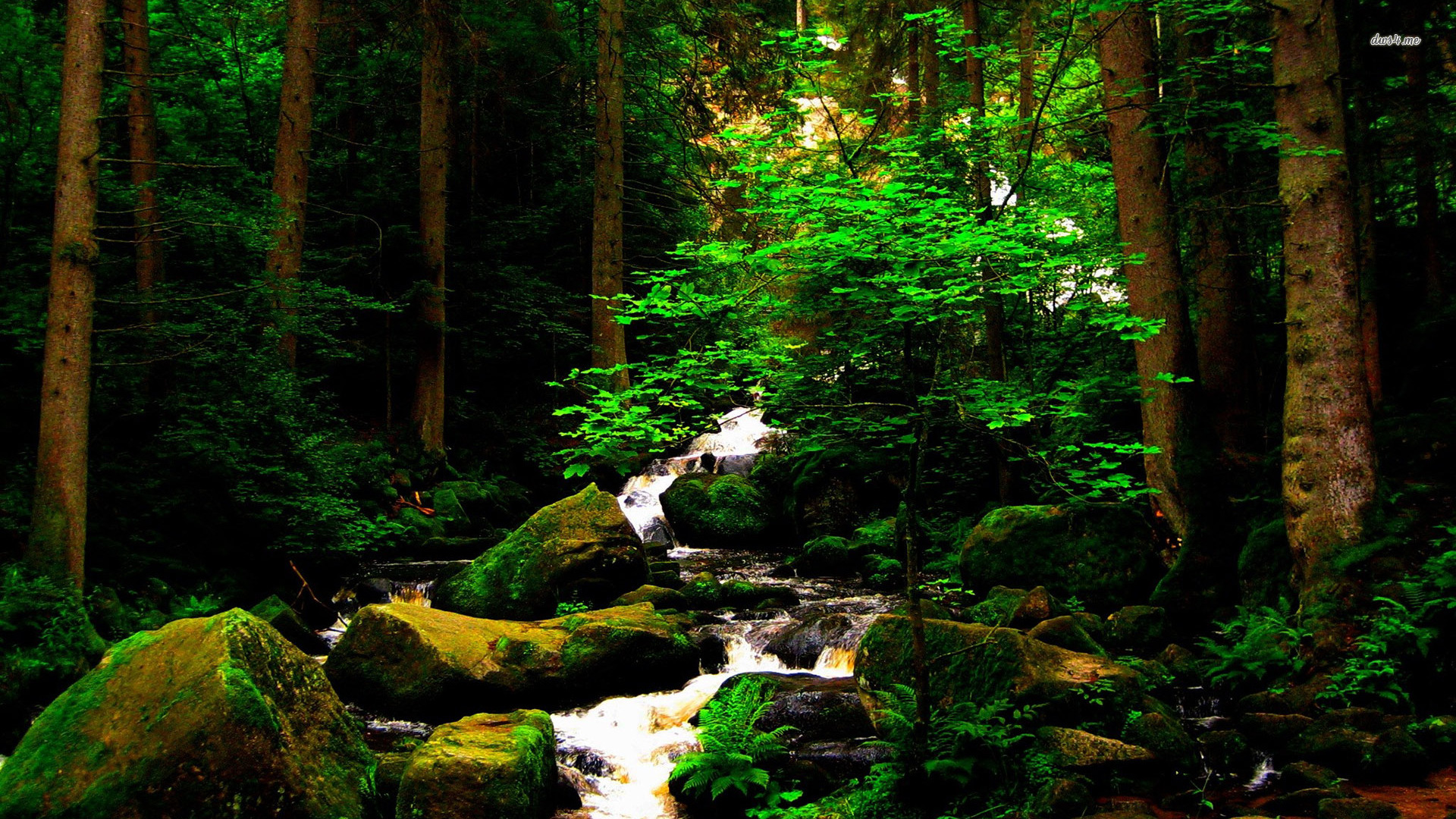 Stream Forest Wallpapers