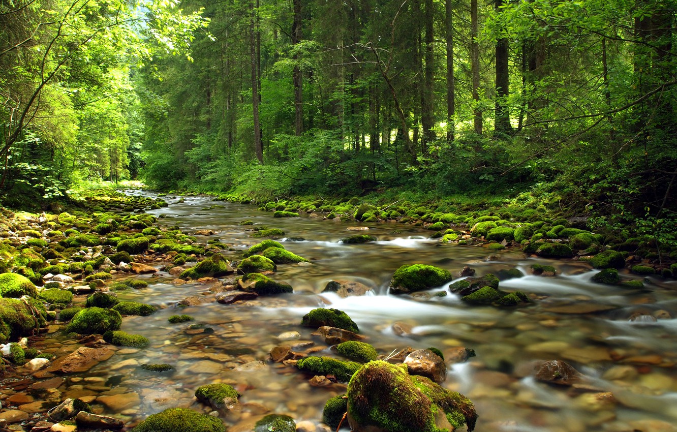 Stream Forest Wallpapers