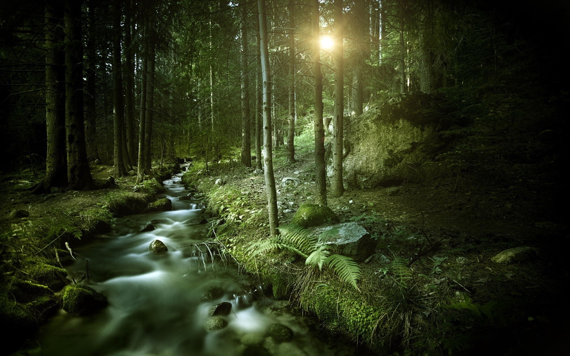 Stream Forest Wallpapers