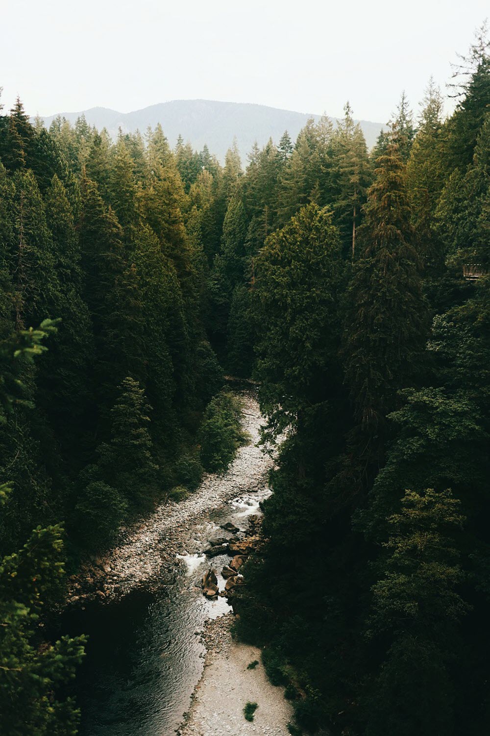 Stream Forest Wallpapers