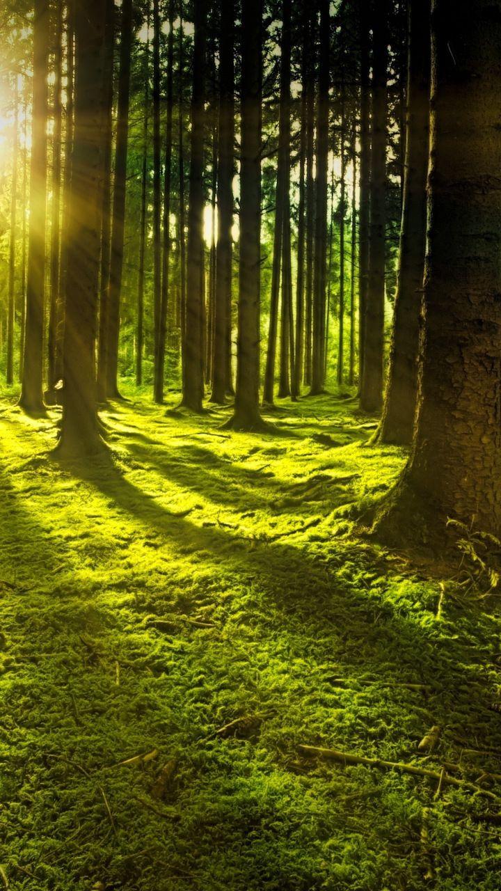 Sunbeams In Woods Wallpapers