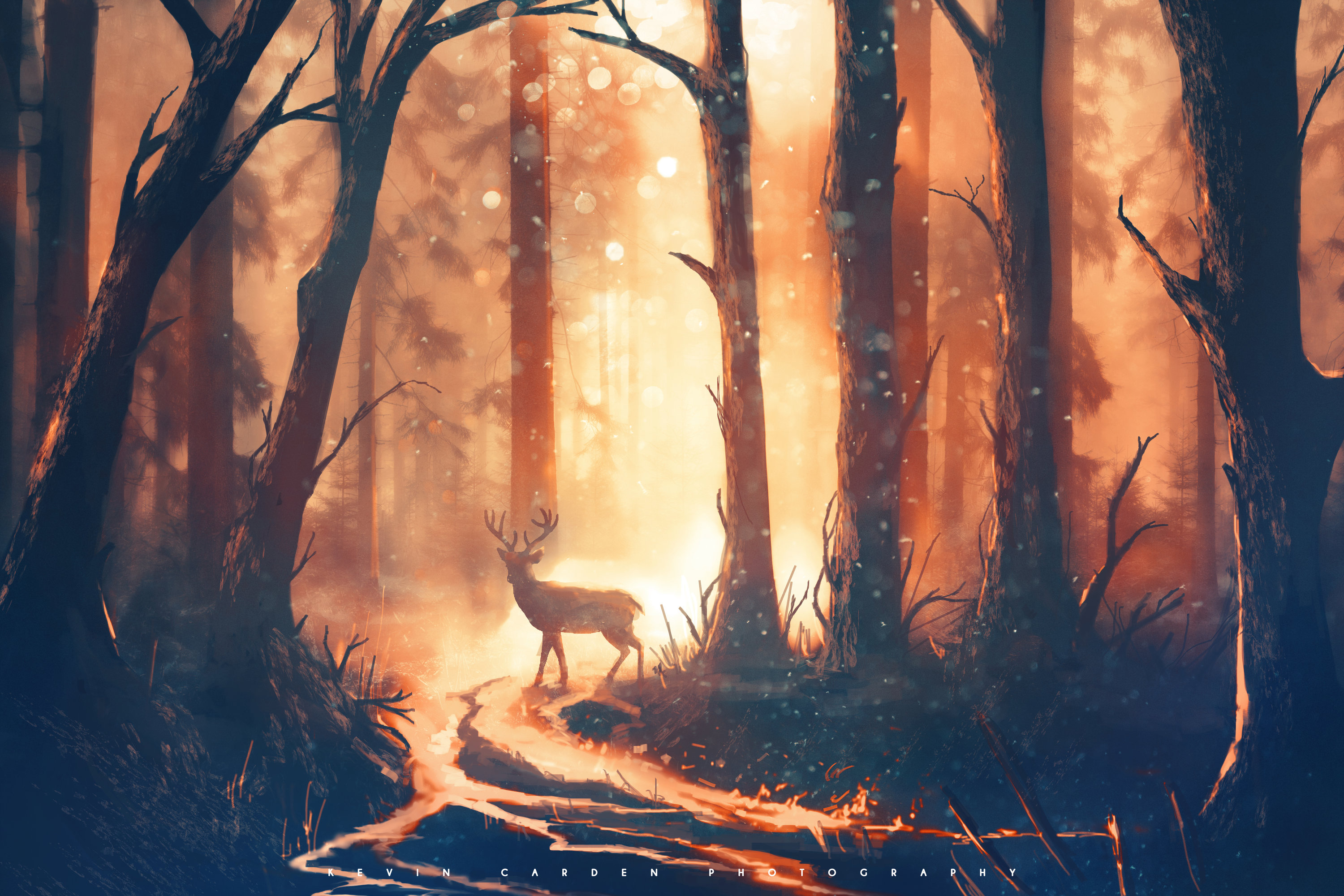 Sunbeams In Woods Wallpapers