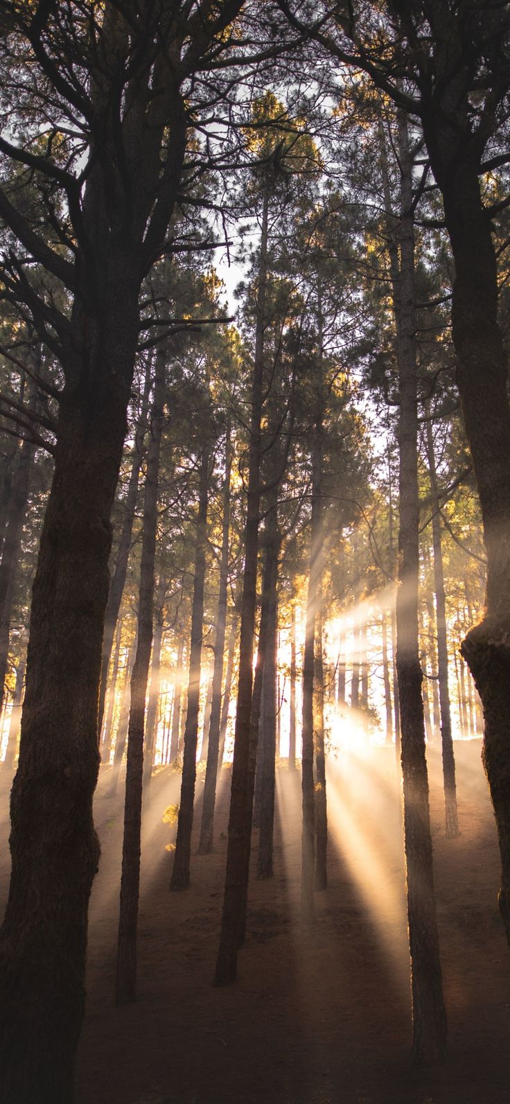 Sunbeams In Woods Wallpapers