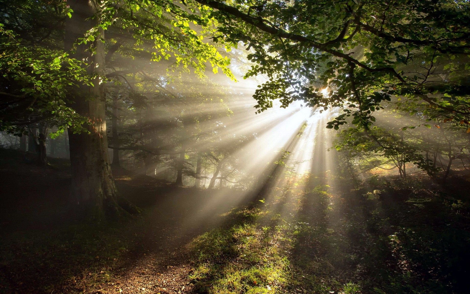 Sunbeams In Woods Wallpapers