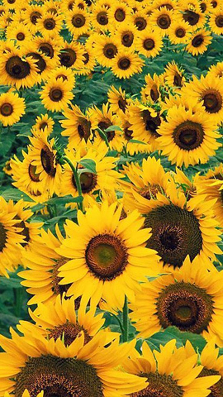 Sunflower Wallpapers