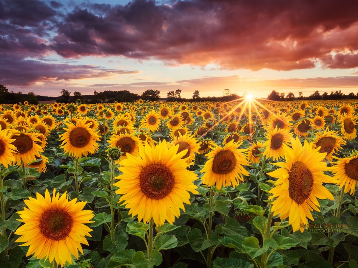 Sunflower Wallpapers