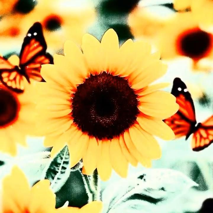 Sunflower Micro Wallpapers