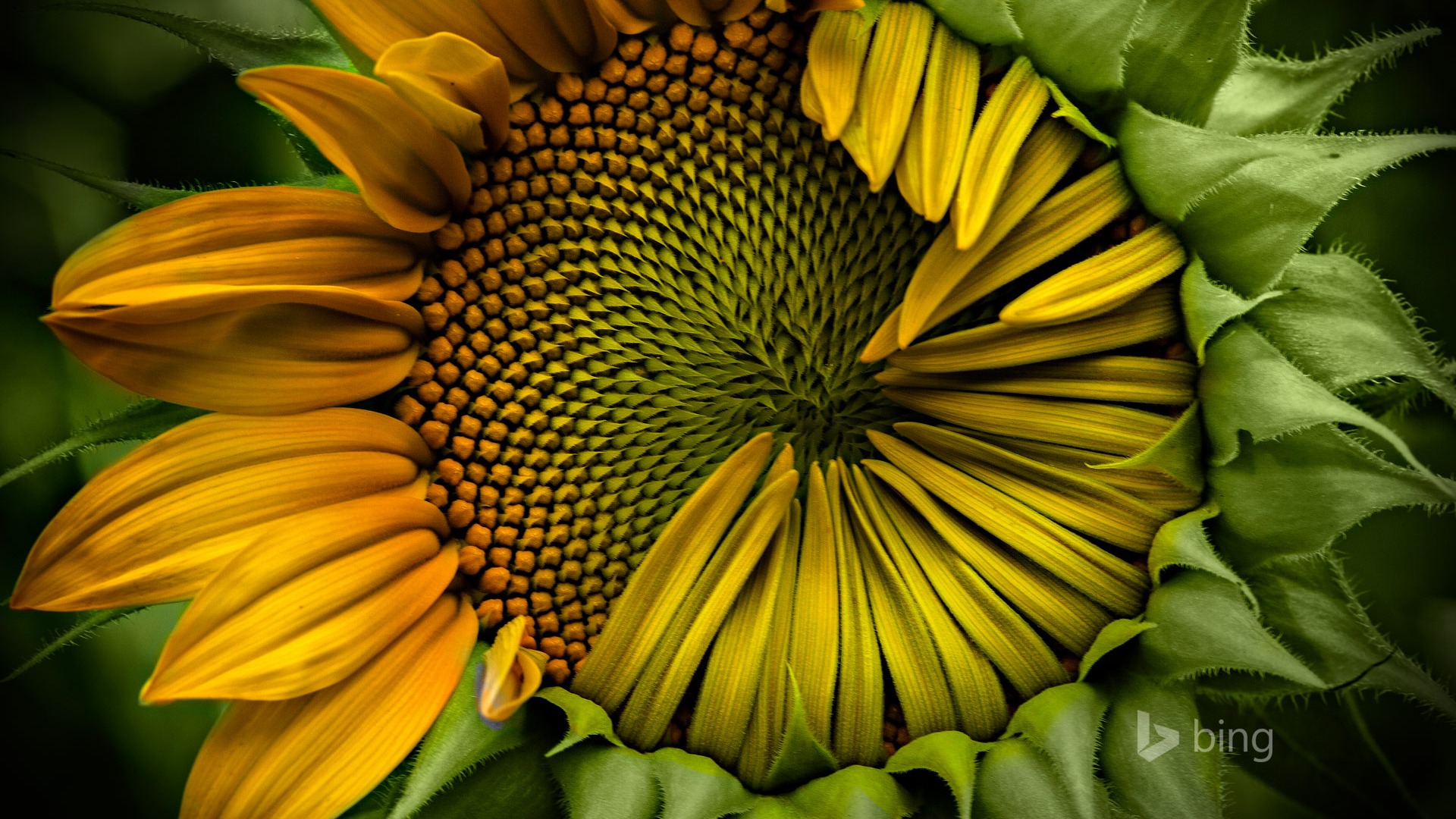 Sunflowers Macro Wallpapers