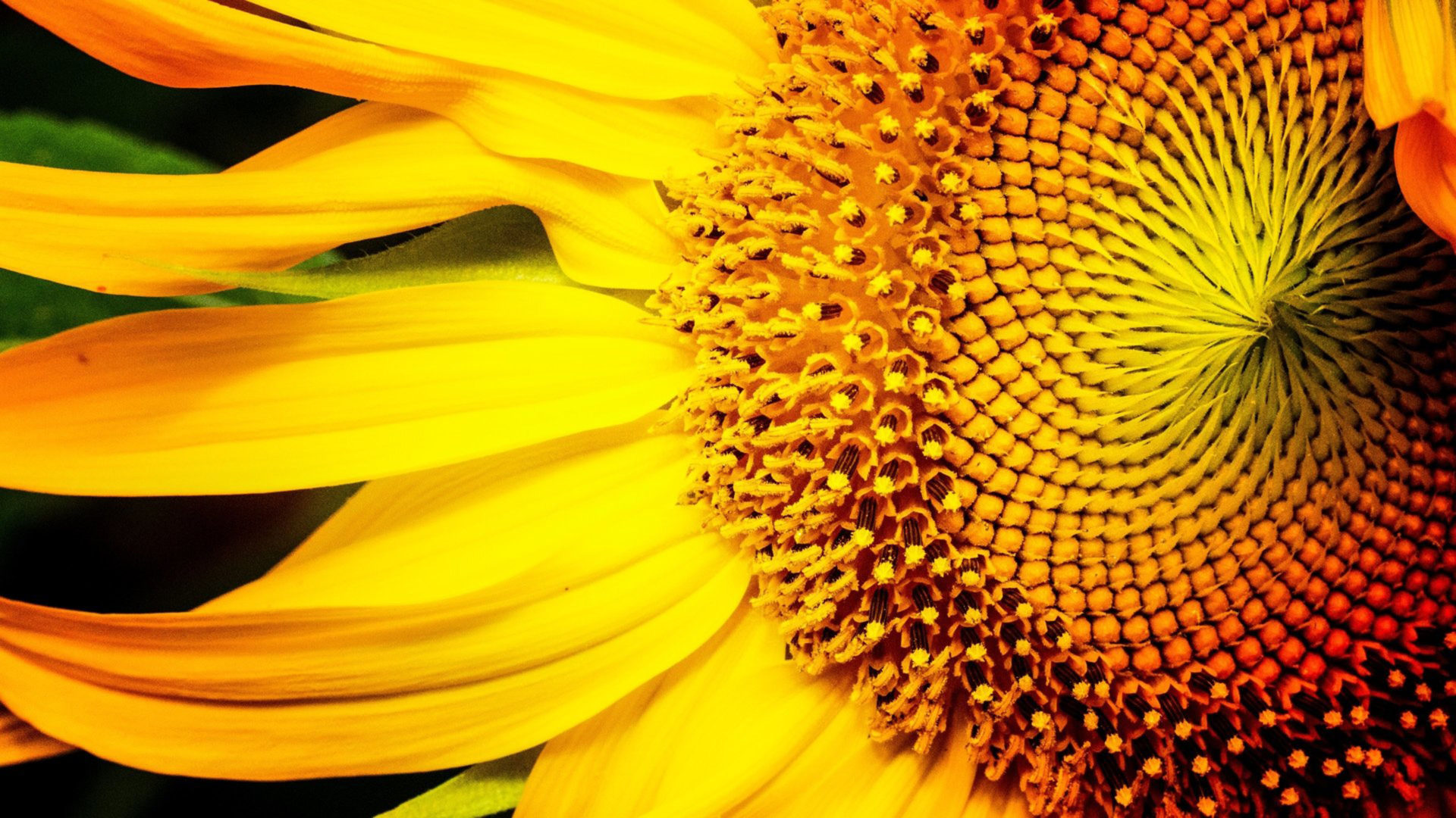 Sunflowers Macro Wallpapers