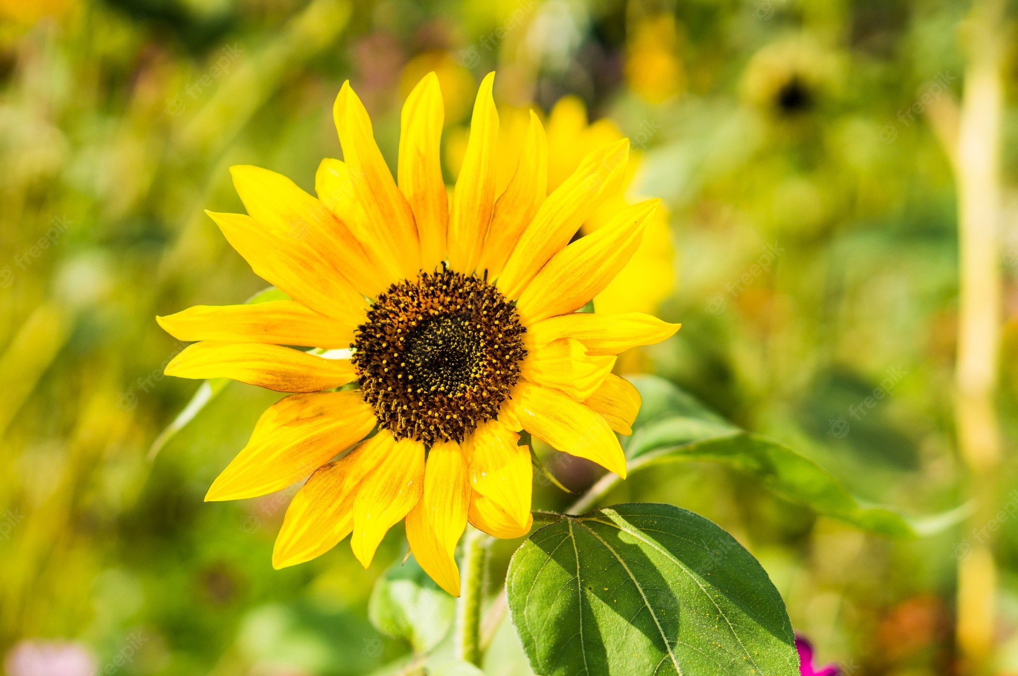 Sunflowers Macro Wallpapers