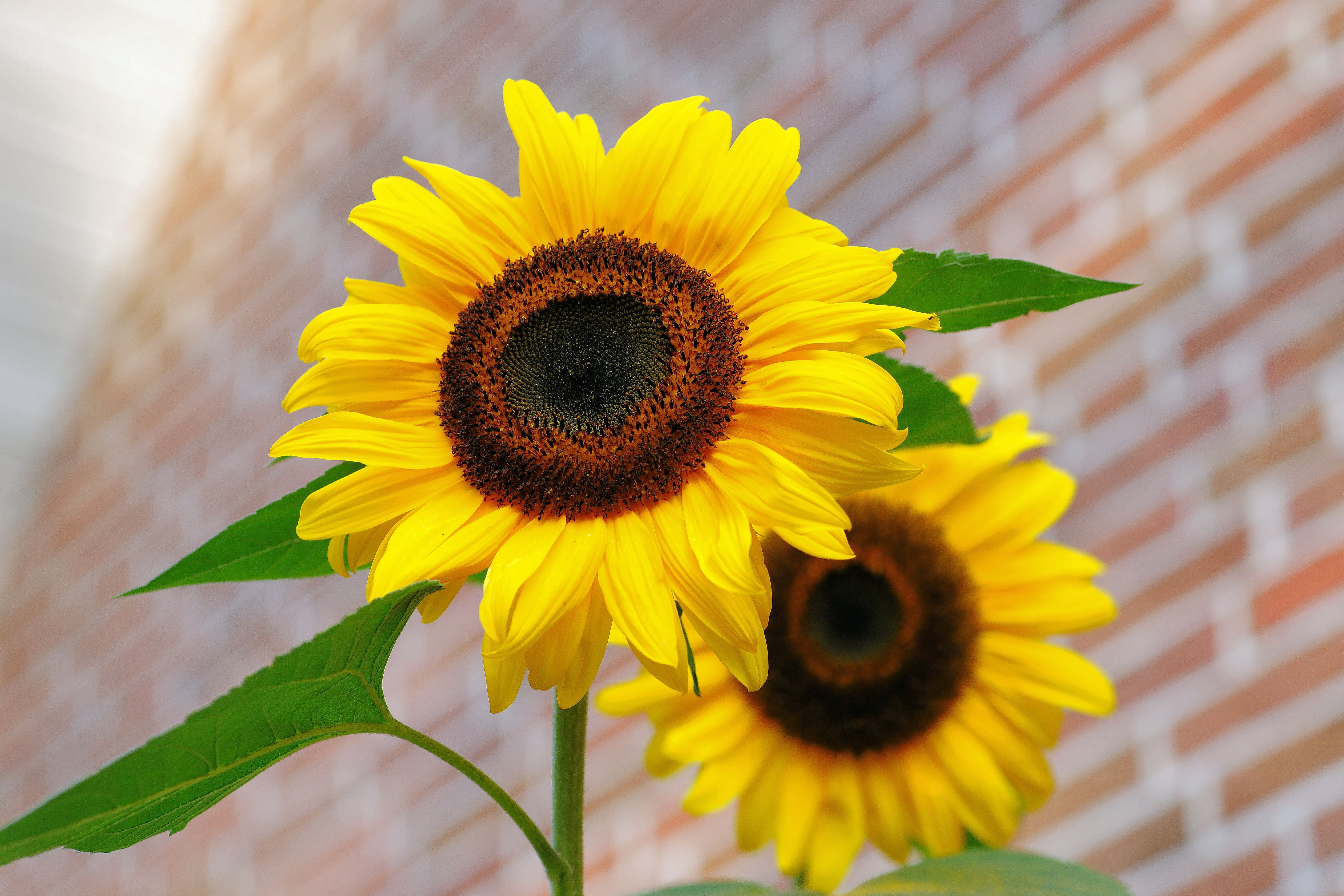 Sunflowers Macro Wallpapers