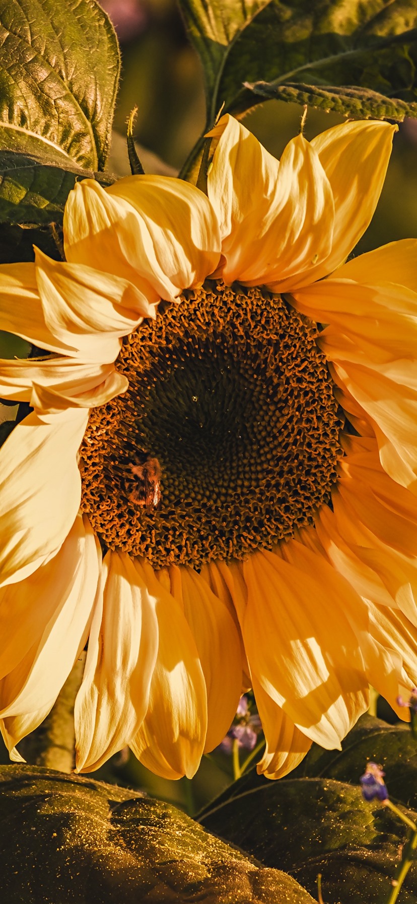 Sunflowers Macro Wallpapers