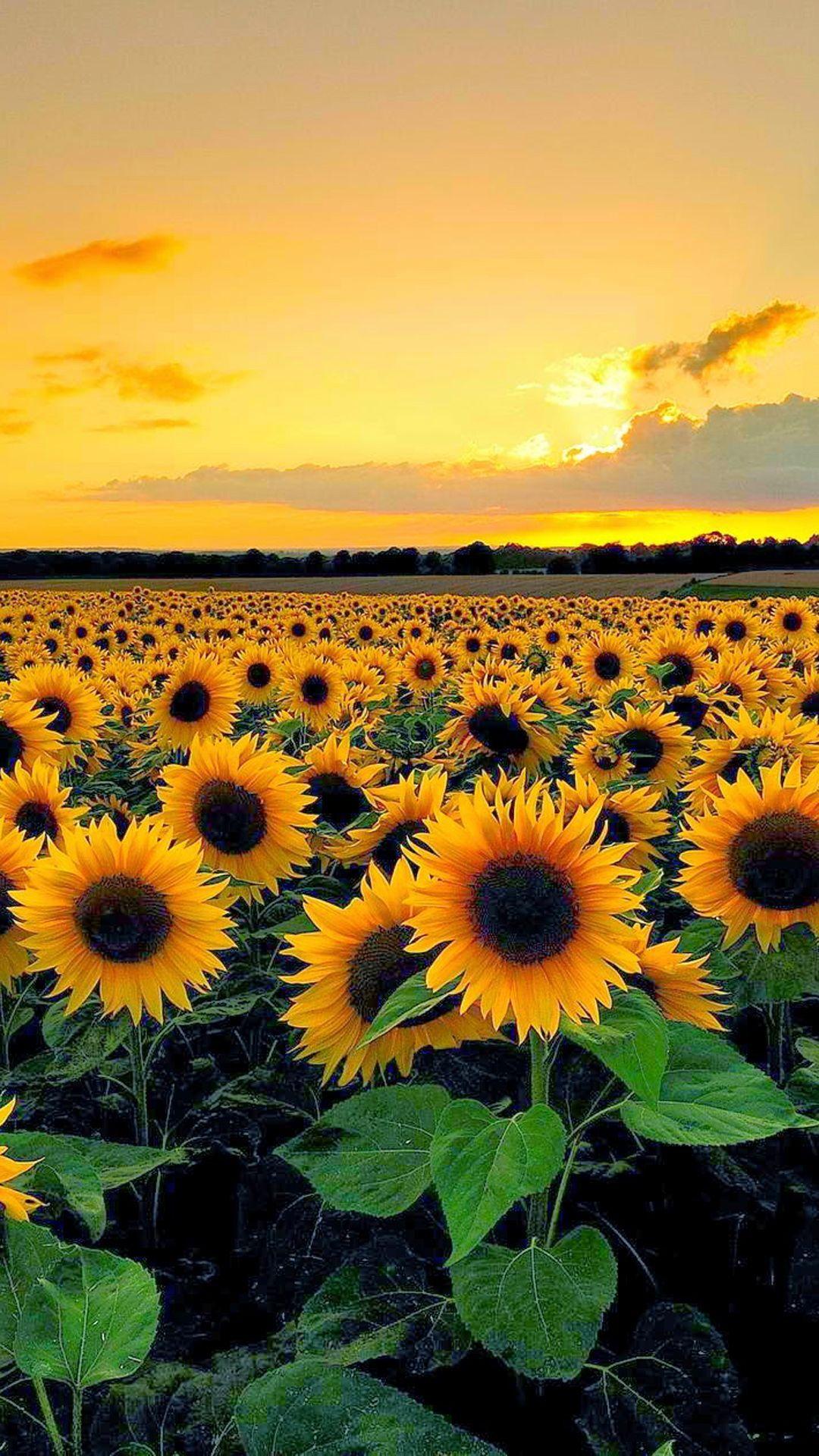 Sunflowers Nature Wallpapers