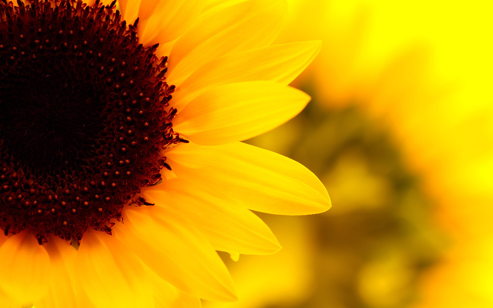 Sunflowers Nature Wallpapers