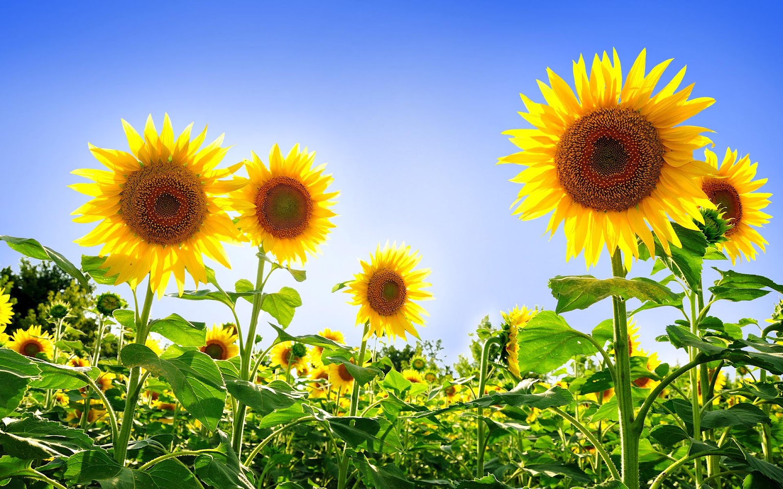 Sunflowers Nature Wallpapers