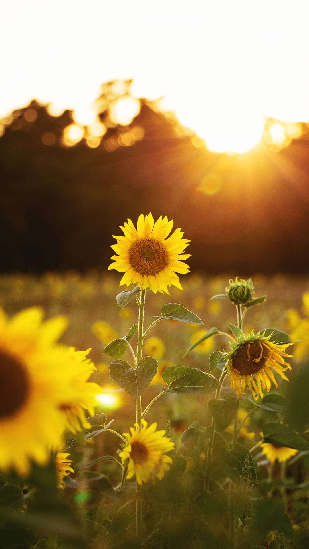 Sunflowers Nature Wallpapers