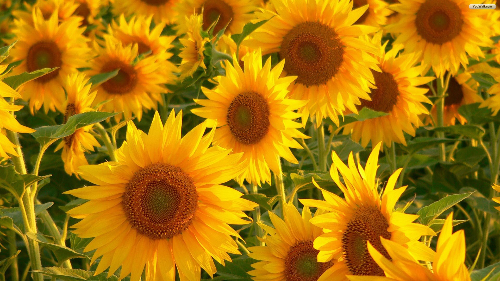 Sunflowers Nature Wallpapers