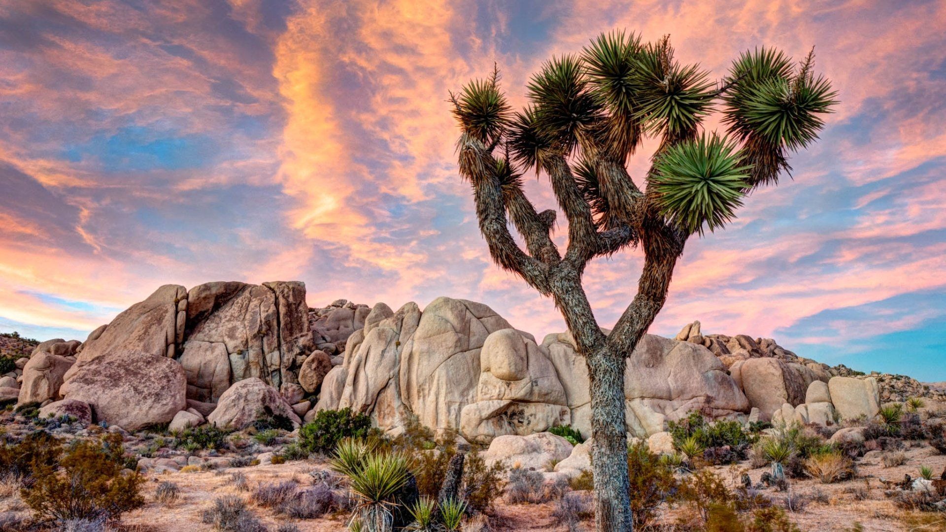 Sunrise In Joshua Tree National Park Wallpapers