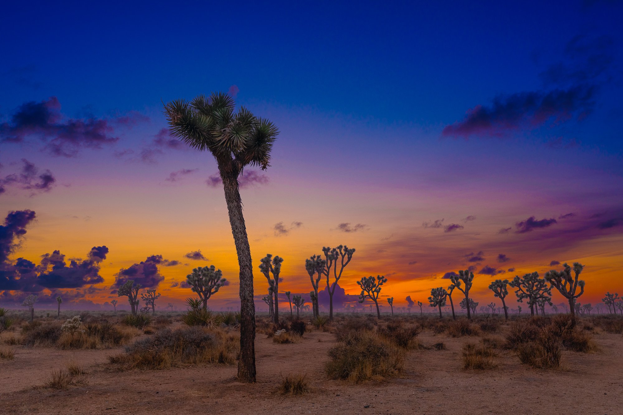 Sunrise In Joshua Tree National Park Wallpapers