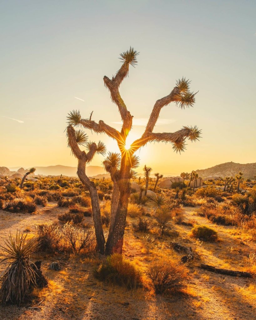 Sunrise In Joshua Tree National Park Wallpapers