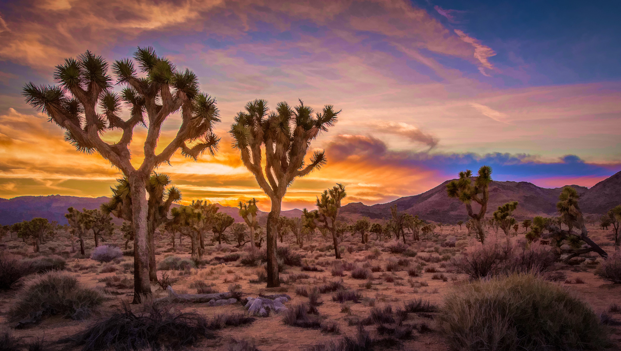 Sunrise In Joshua Tree National Park Wallpapers