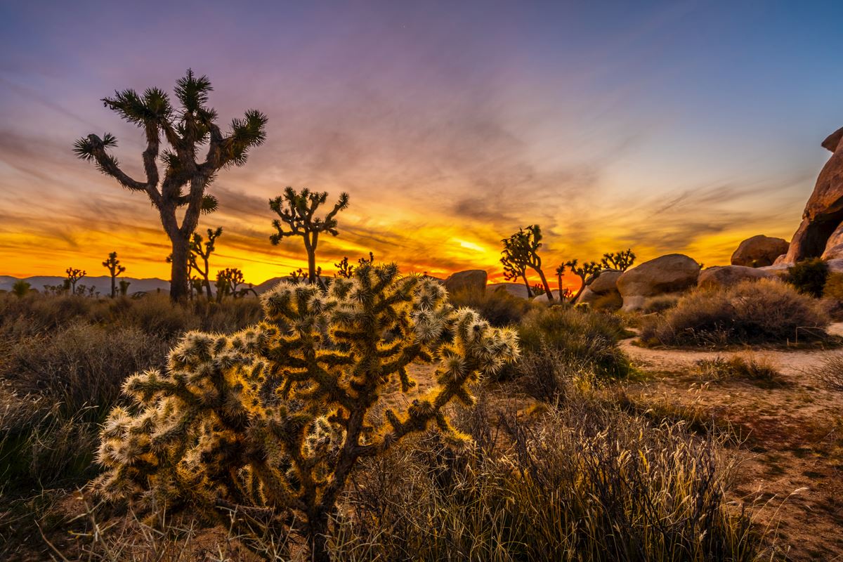 Sunrise In Joshua Tree National Park Wallpapers