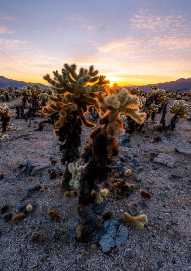 Sunrise In Joshua Tree National Park Wallpapers