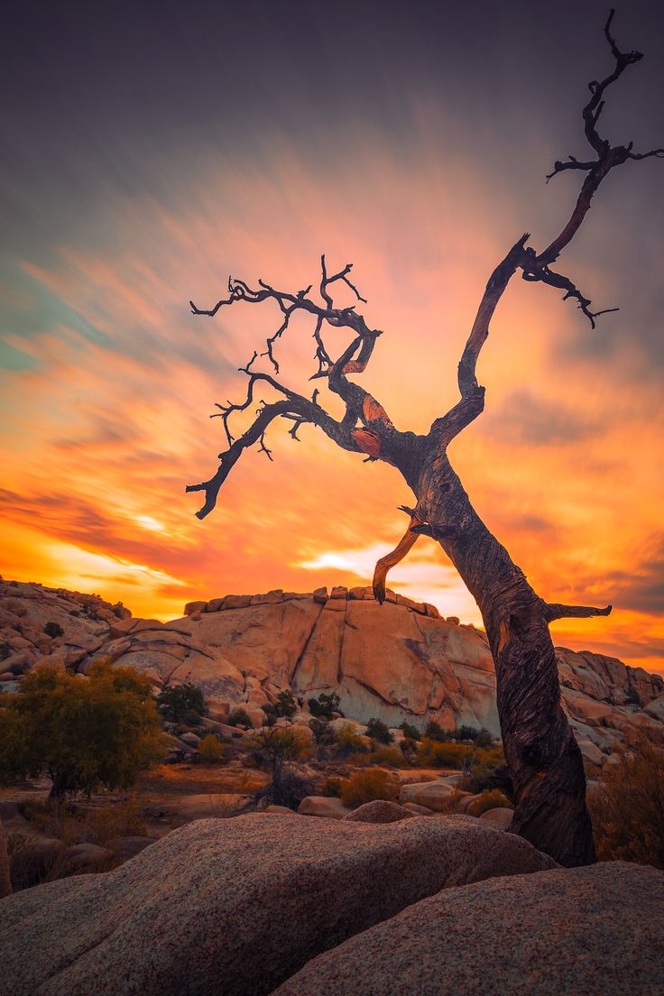 Sunrise In Joshua Tree National Park Wallpapers