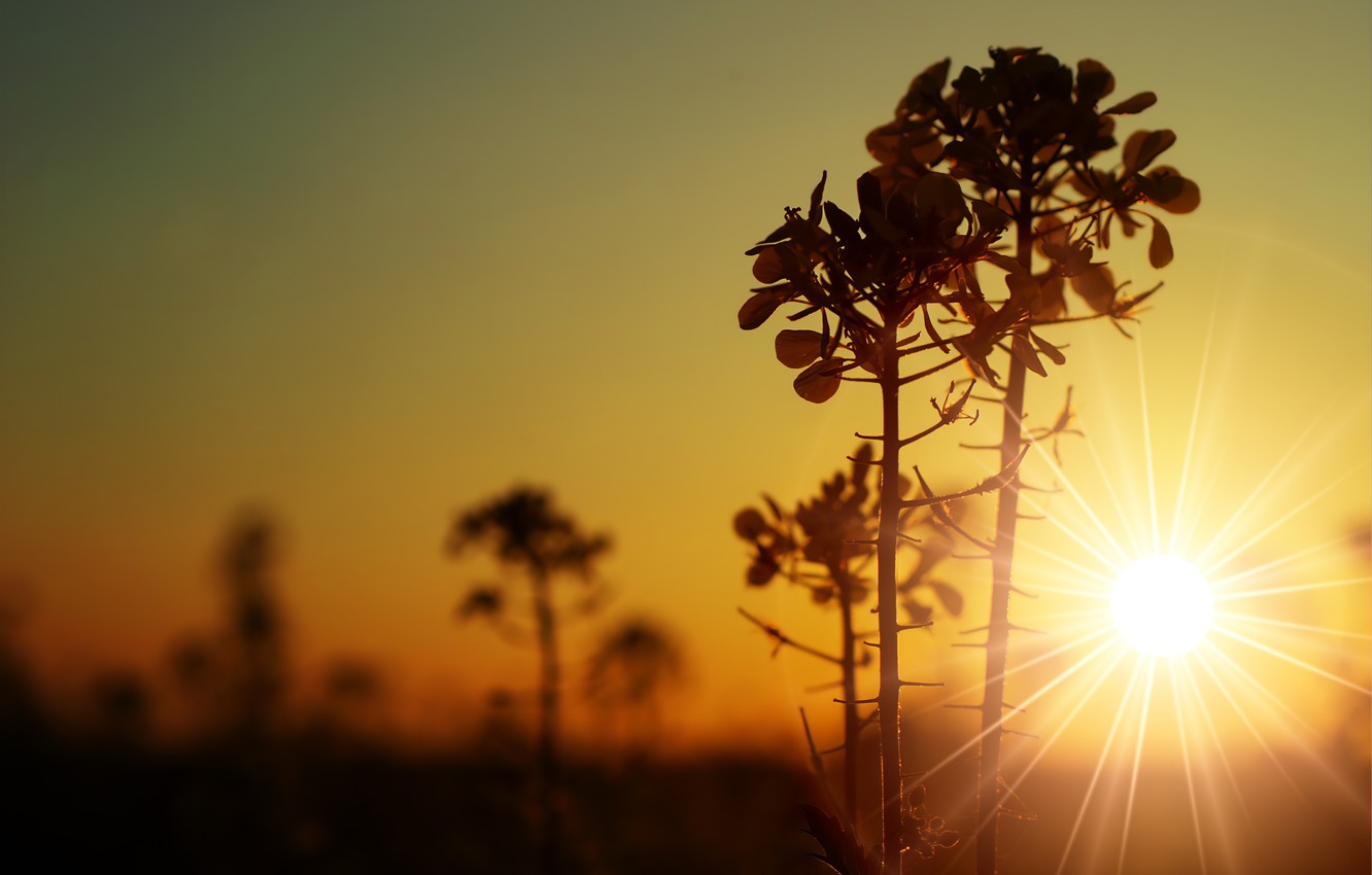 Sunrise In Morning Wallpapers