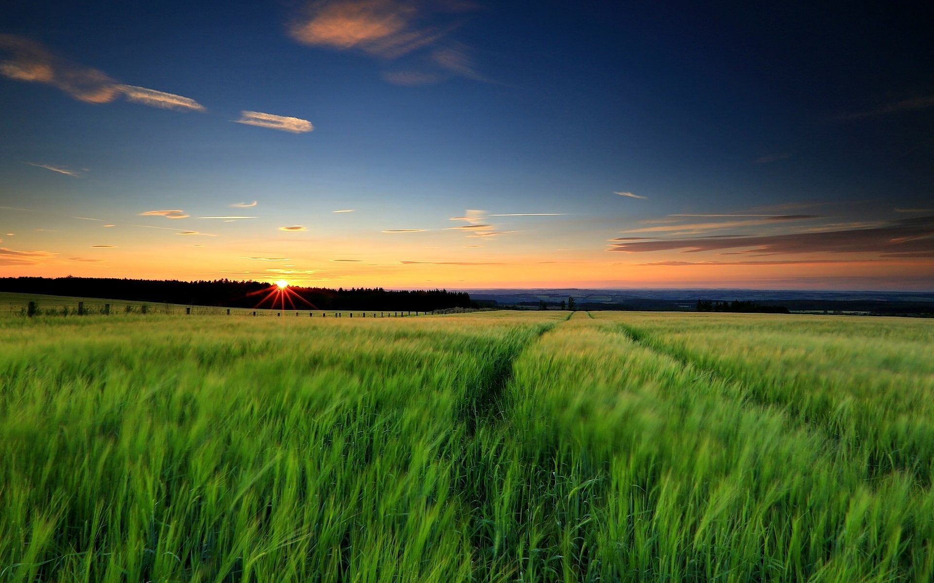 Sunset In Wheat Grass Field Wallpapers