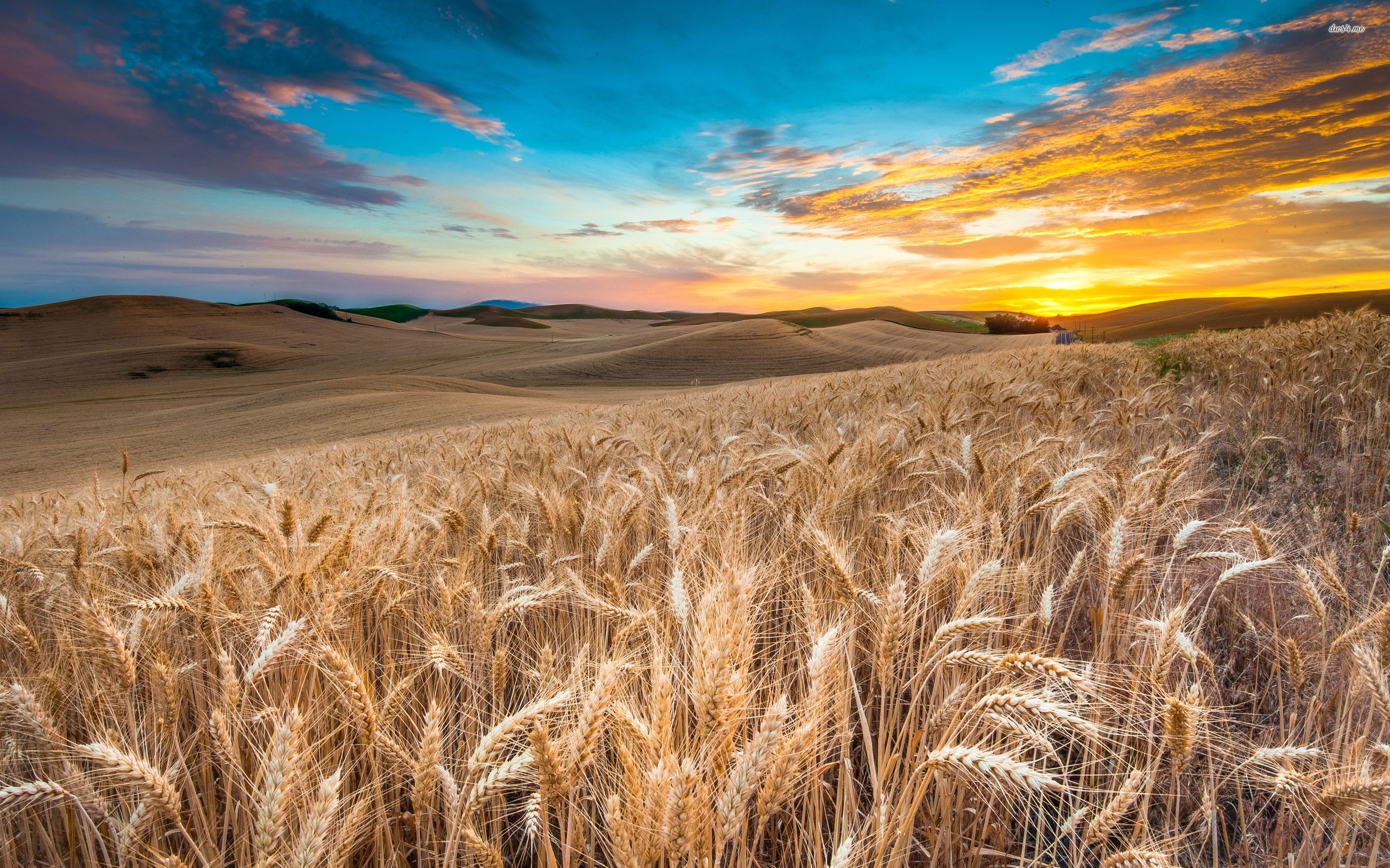 Sunset In Wheat Grass Field Wallpapers