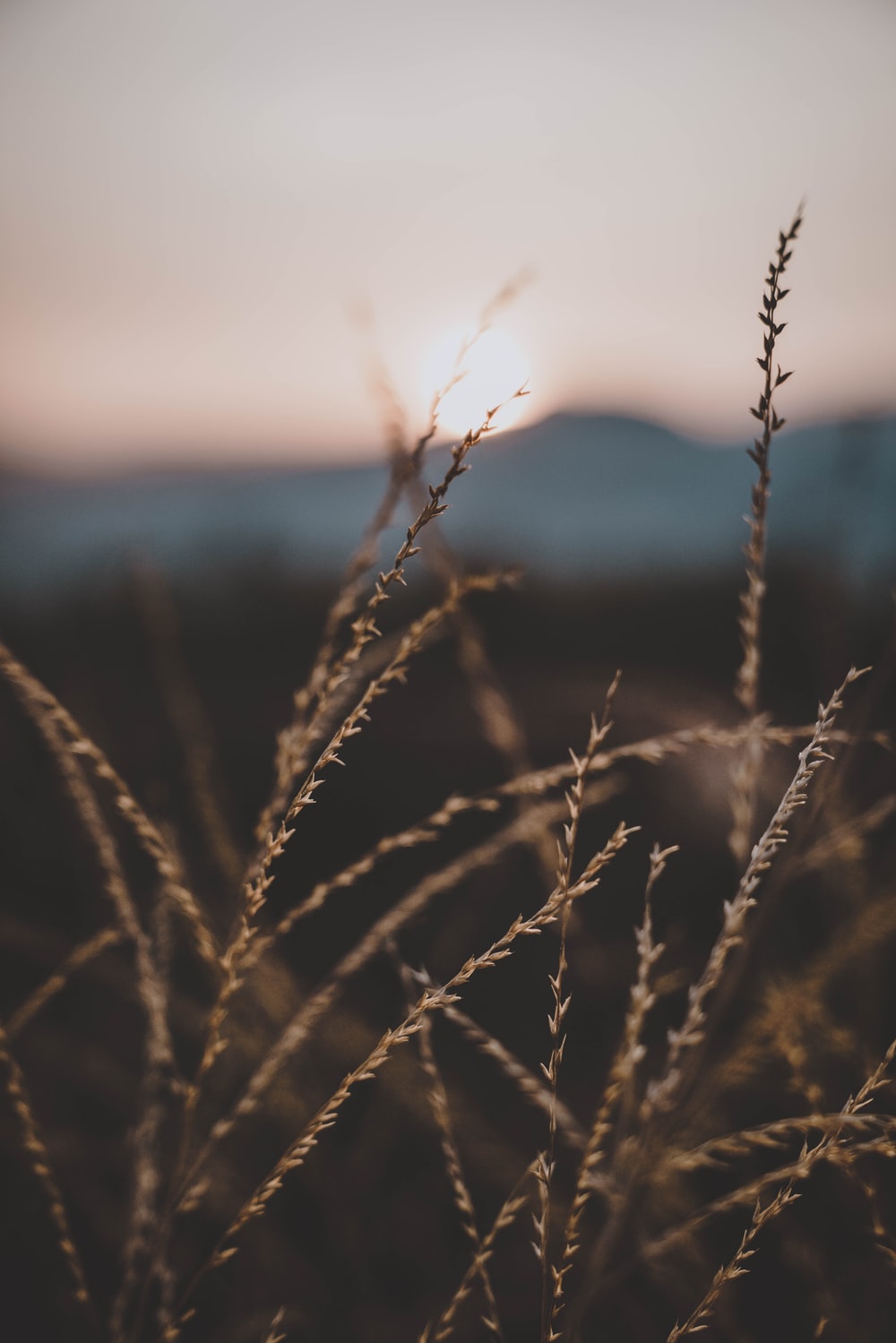 Sunset In Wheat Grass Field Wallpapers