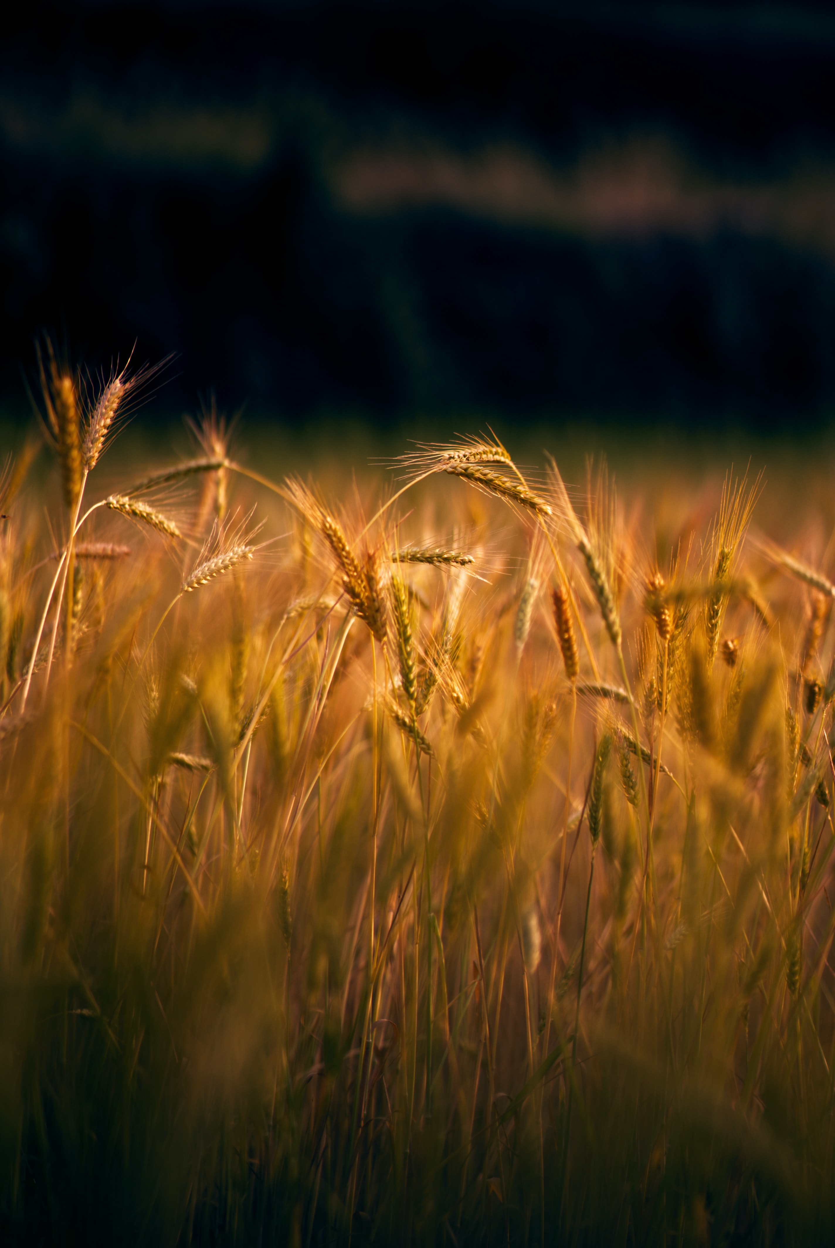 Sunset In Wheat Grass Field Wallpapers