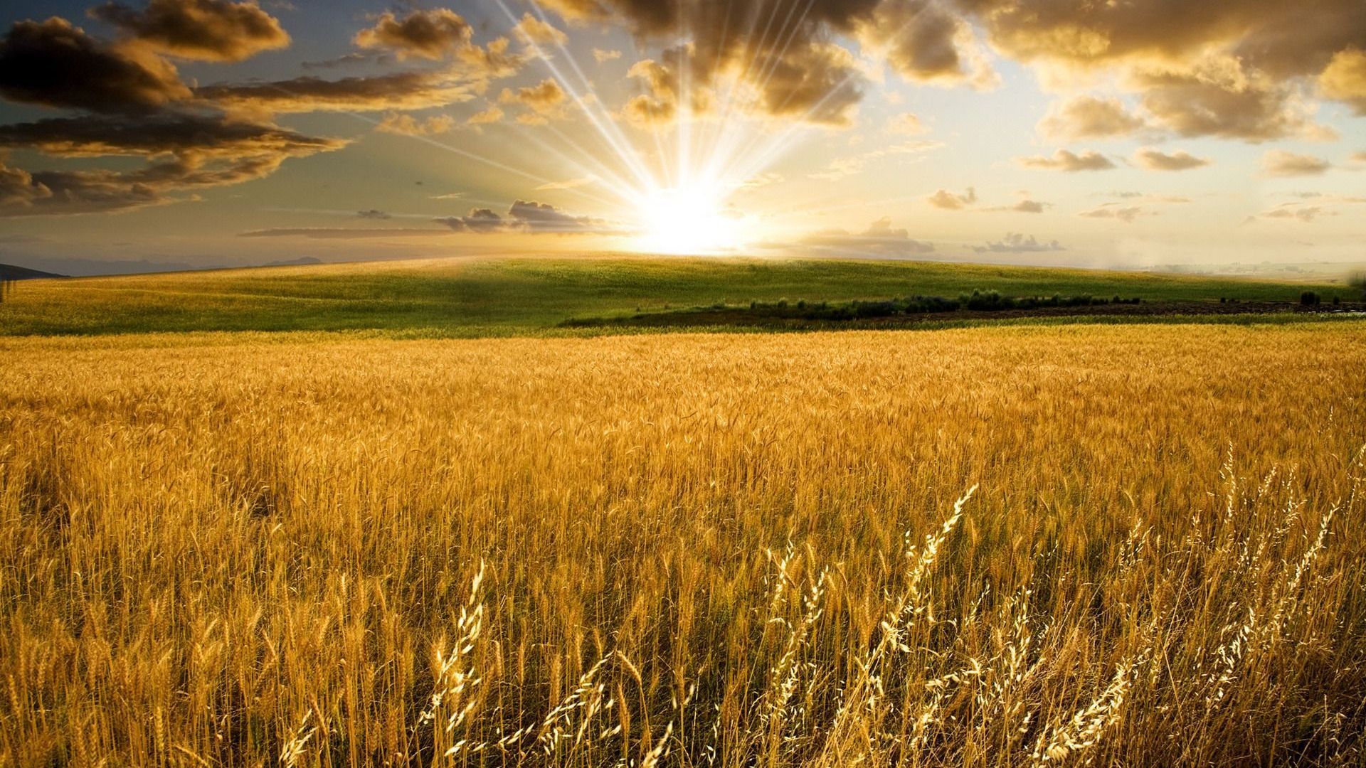 Sunset In Wheat Grass Field Wallpapers