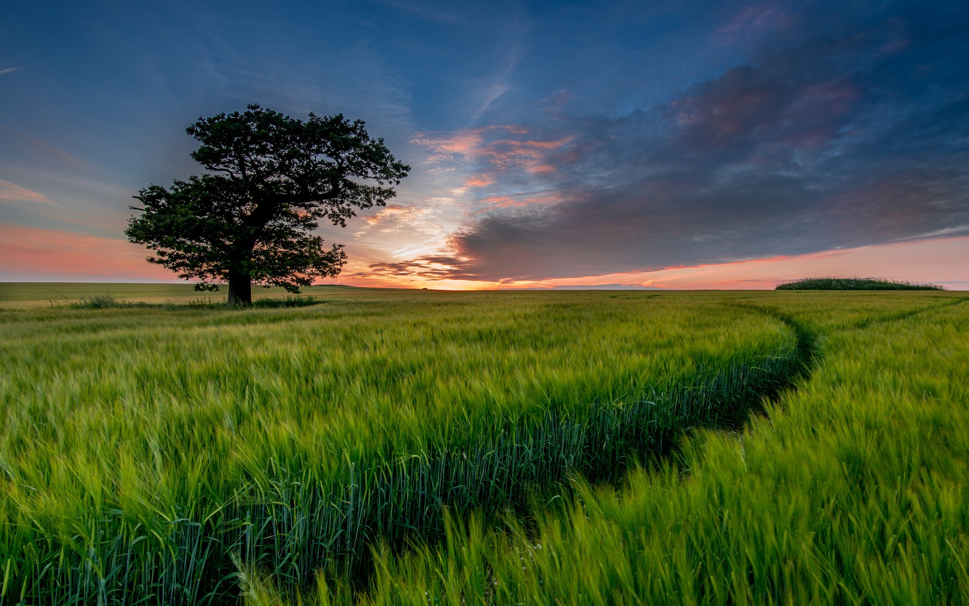 Sunset In Wheat Grass Field Wallpapers