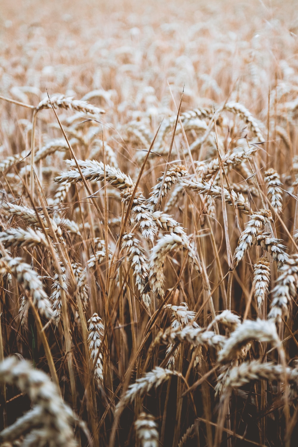 Sunset In Wheat Grass Field Wallpapers