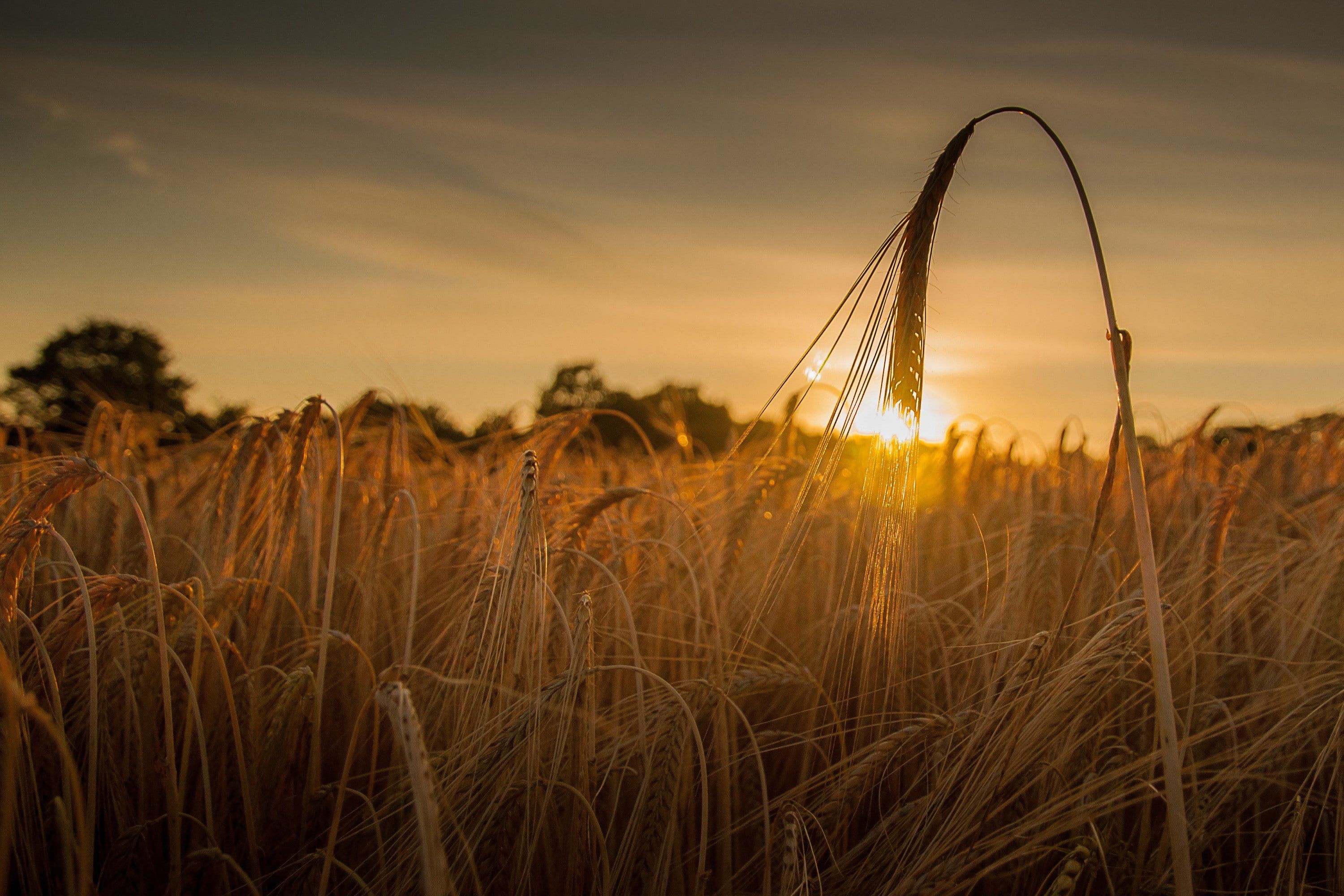 Sunset In Wheat Grass Field Wallpapers