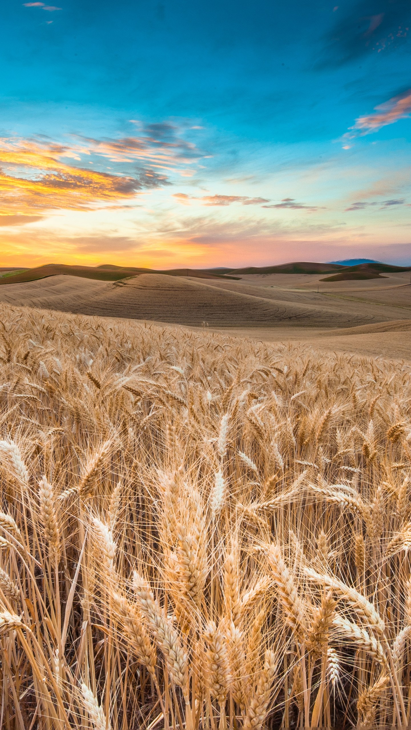 Sunset In Wheat Grass Field Wallpapers