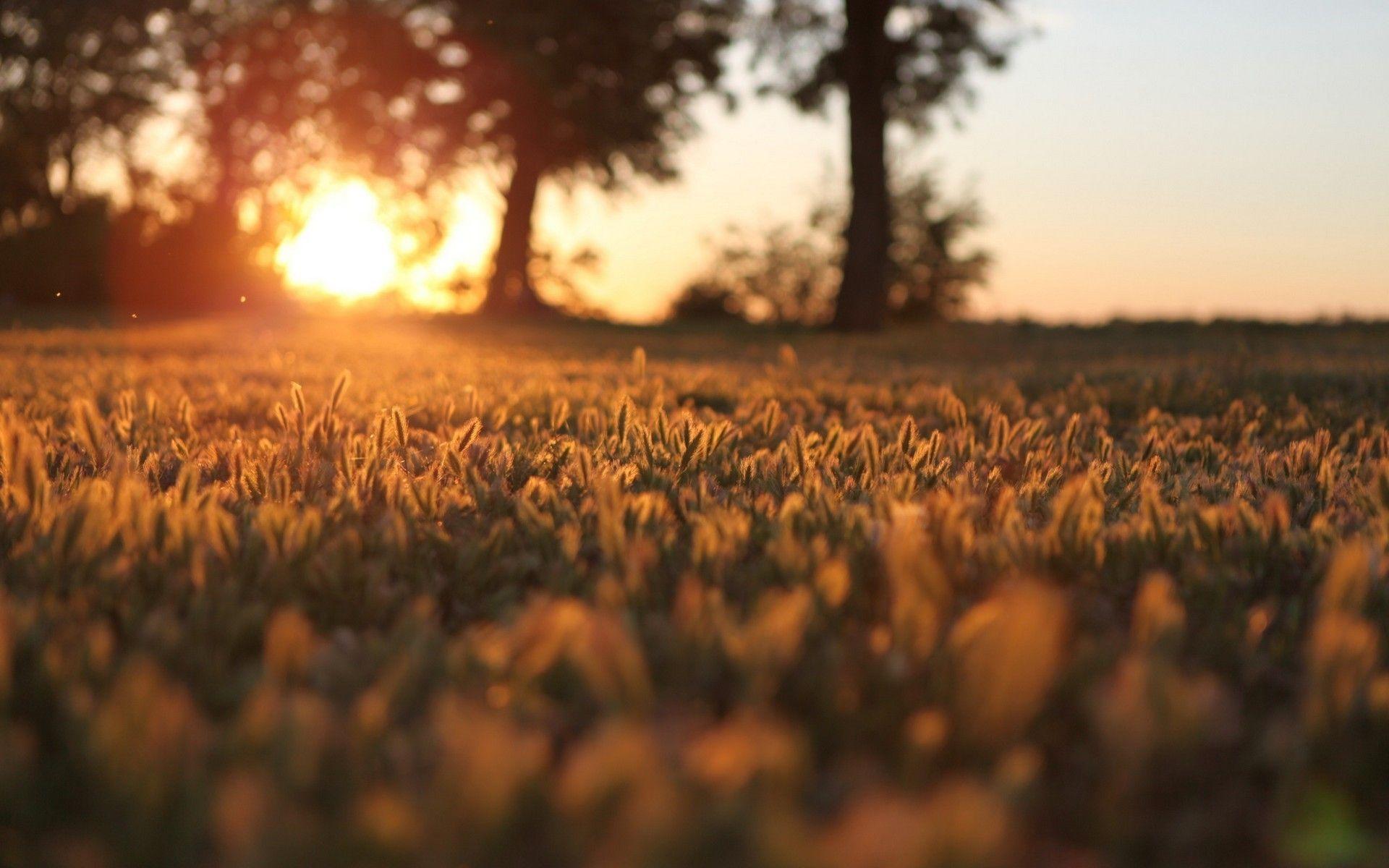 Sunset In Wheat Grass Field Wallpapers