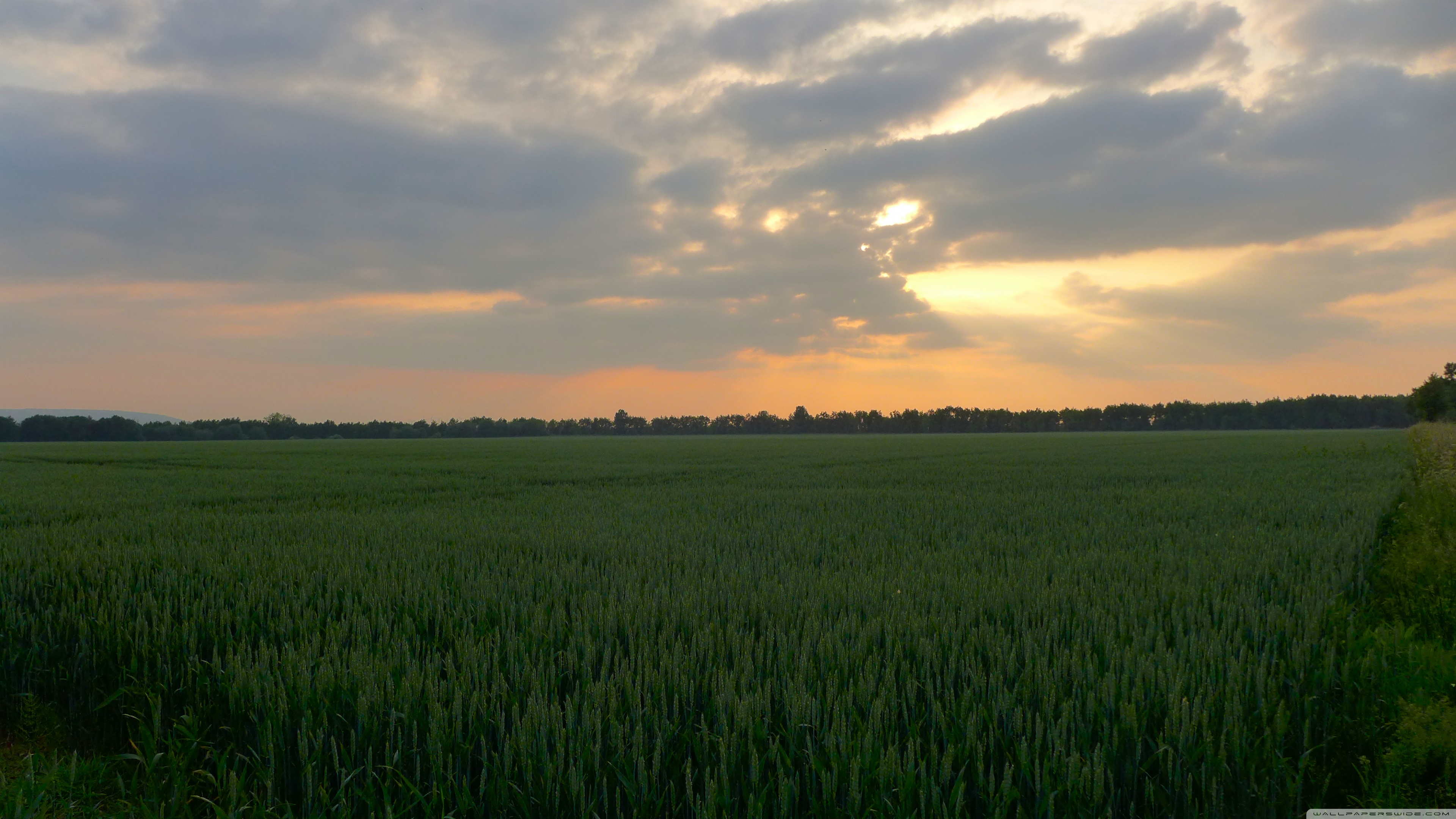 Sunset In Wheat Grass Field Wallpapers