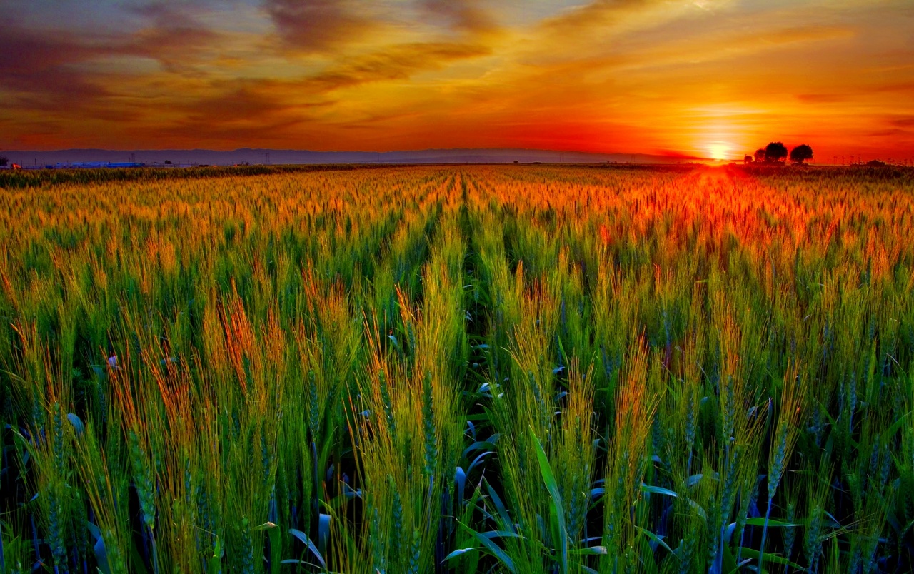 Sunset In Wheat Grass Field Wallpapers