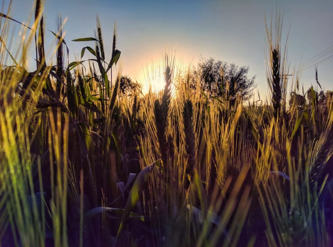 Sunset In Wheat Grass Field Wallpapers