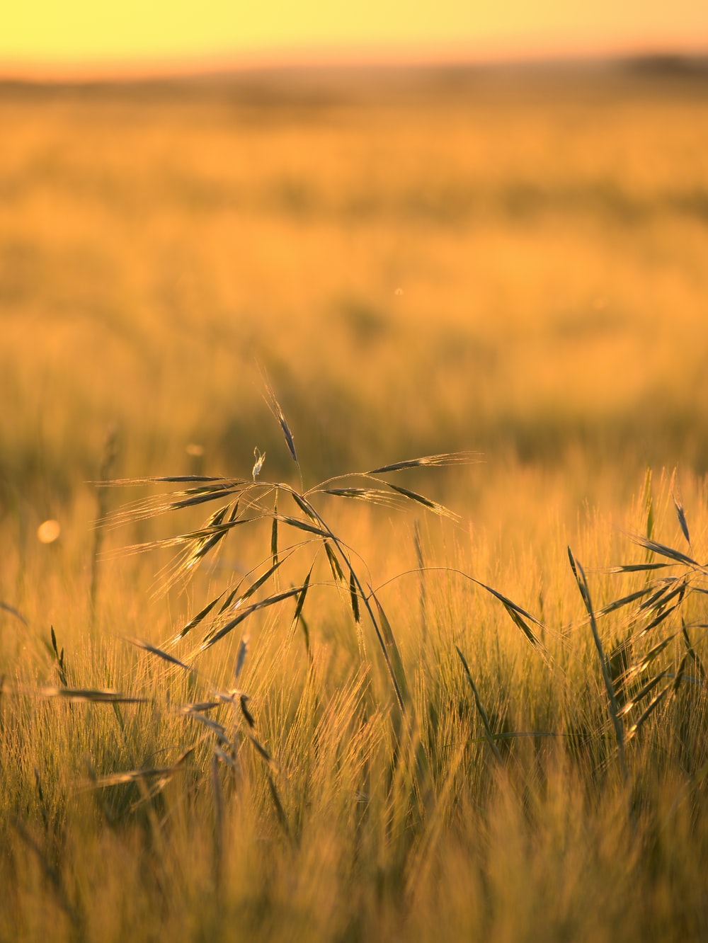 Sunset In Wheat Grass Field Wallpapers