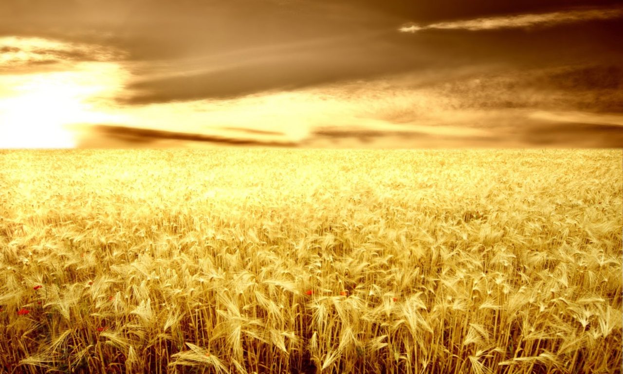 Sunset In Wheat Grass Field Wallpapers